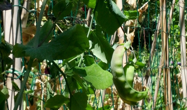 Guisantes