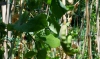 Guisantes