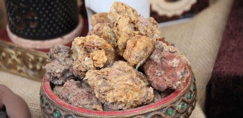 Guggul