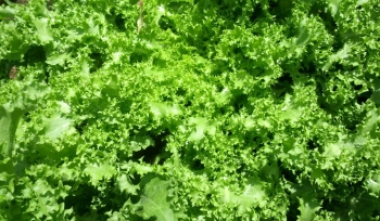 Escarola