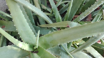Aloe vera laxante y digestiva