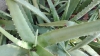 Aloe vera laxante y digestiva