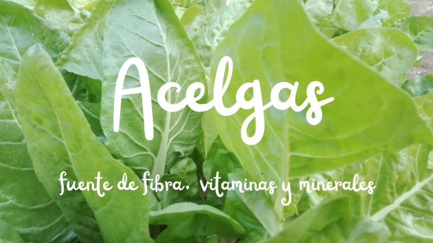 Acelgas