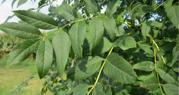 Fresno com&uacute;n