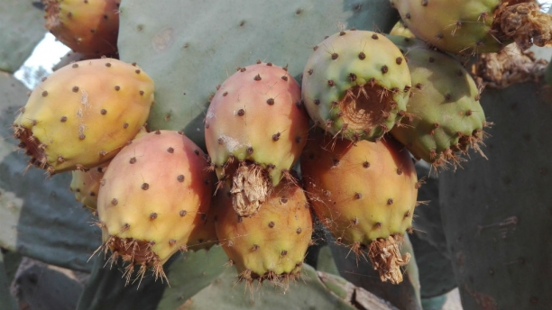 Nopal, barbaria o chumbera