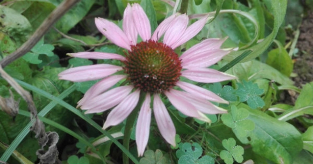 Echinacea