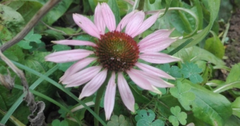 Echinacea