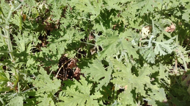 Malvarrosa