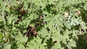 Malvarrosa