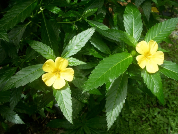 Damiana