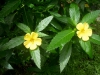 Damiana