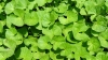 Centella asi&aacute;tica o Gotu kola