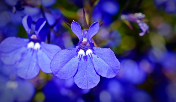 Lobelia