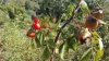 Escaramujo