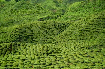 Campos de t&eacute;