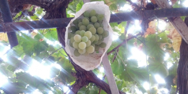 Aceite de semillas de uva
