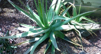 Aloe Vera