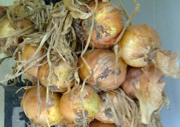 Cebolla, plantas con propiedades antibi&oacute;ticas