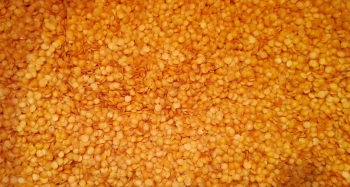 Lenteja roja