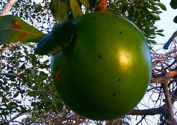 Fruto del Totumo