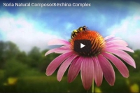 Composor 8-Echina Complex