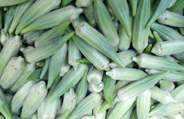 Okra o quimbomb&oacute;