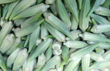 Okra o quimbomb&oacute;