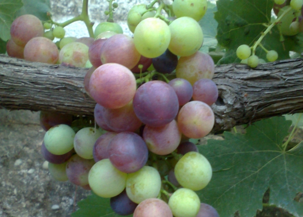 Uva negra, fuente de polifenoles