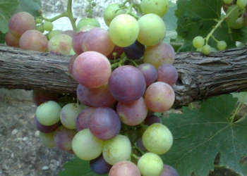Uva negra, fuente de polifenoles