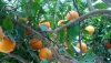 Naranjas