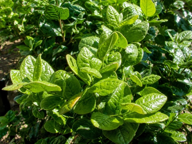 Hoja de Boldo