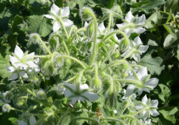 Flor de la borraja