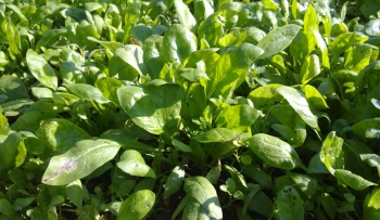 Espinacas