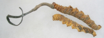 Hongo cordyceps sinensis