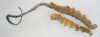Hongo cordyceps sinensis