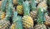 Pi&ntilde;as