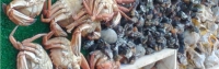 Marisco