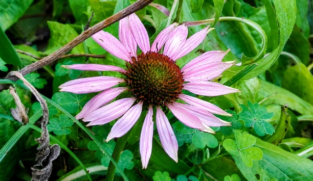 Equinacea o echinacea