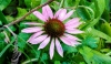 Equinacea o echinacea