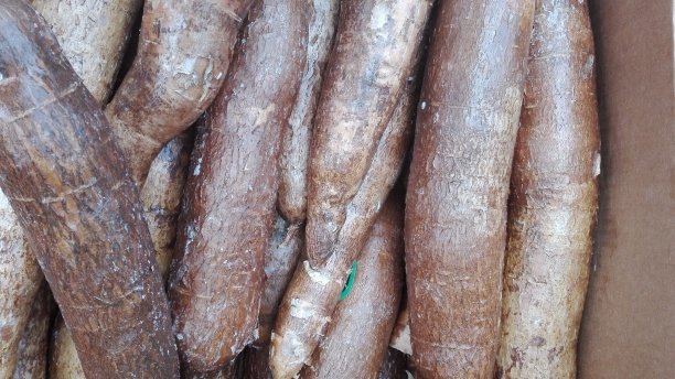 Yuca