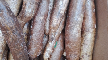 Yuca