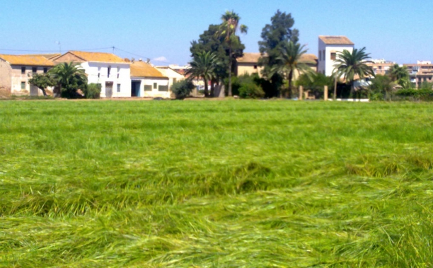 Campo de chufas