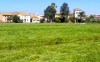 Campo de chufas
