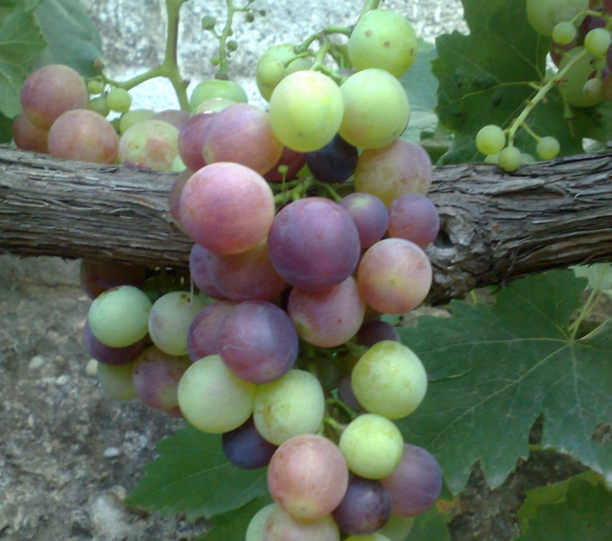Uva negra, fuente de resveratrol