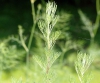 Abrotano macho