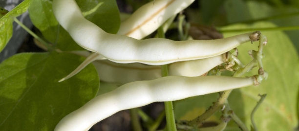 Vaina de jud&iacute;a blanca (phaseolus vulgaris)