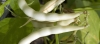 Vaina de jud&iacute;a blanca (phaseolus vulgaris)