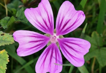 Malva (malva sylvestris) 