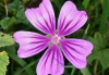 Malva (malva sylvestris) 