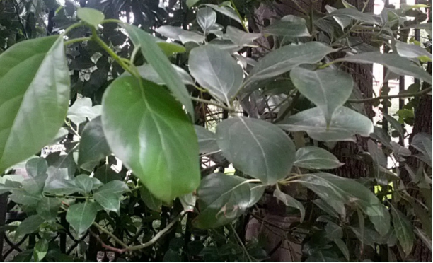 Alcanforero (cinnamomum camphora) 